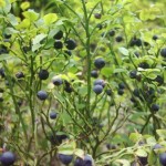 Sumava mountains forrest are full of wild blueberries. They are just excellent with sour cream or on the cake! We will recommend you the best places.