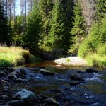 There are plenty of small streams in Sumava mountains forrests. Chilren love it! You can have pick-nick on the grass.