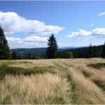 This is typical Sumava mountain meadow. One of the reason why we stay here. On the meadows as well as in the forrest you will find blueberries.